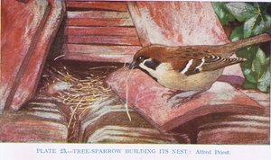 Træspurv bygger rede, illustration fra British Birds af Kirkman und Jourdain, 1966