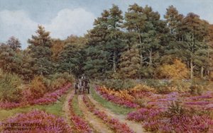 Fyrretræer og lyng nær Brockenhurst af Alfred Robert Quinton