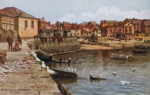 Måger i havnen, St. Ives