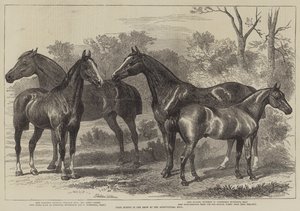 Præmieheste i Skue ved Landbrugshallen af Alfred Sheldon Williams