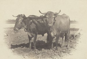  af Alfred Stieglitz