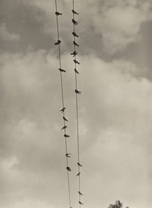 Fugle af Alfred Stieglitz