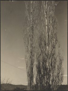 [Døende popler, Lake George] af Alfred Stieglitz