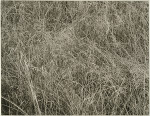 Græs af Alfred Stieglitz