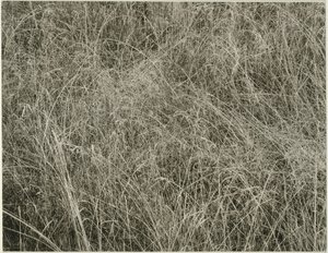 Græs, 1933. af Alfred Stieglitz