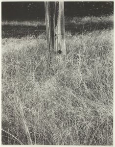 Græs og flagstang af Alfred Stieglitz