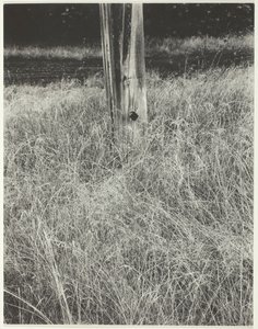 Græs og flagstang, 1933. af Alfred Stieglitz