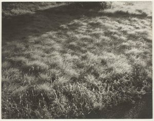 Græs og Frost af Alfred Stieglitz