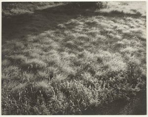 Græs og frost, 1934. af Alfred Stieglitz