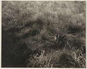 Græsser af Alfred Stieglitz