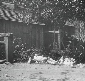 Gutach, 1894. af Alfred Stieglitz