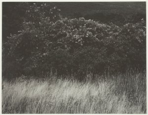 Hæk og græs - Lake George af Alfred Stieglitz