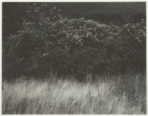 Hedge and Grasses - Lake George, 1933. af Alfred Stieglitz