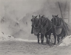 Heste, New York af Alfred Stieglitz