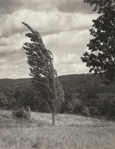 Poplar – Lake George af Alfred Stieglitz