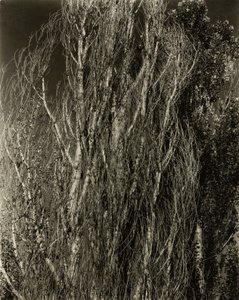 Popler - Lake George af Alfred Stieglitz