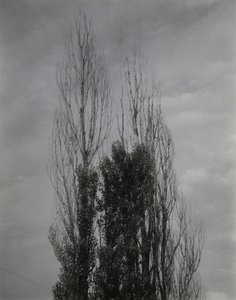 Poppeltræer – Lake George af Alfred Stieglitz