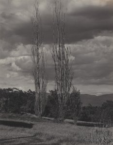 Poppeltræer – Lake George af Alfred Stieglitz