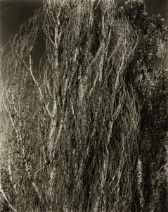 Popler - Lake George af Alfred Stieglitz