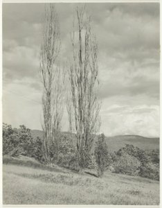 Popler - Lake George af Alfred Stieglitz