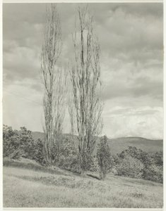 Popler - Lake George, 1935. af Alfred Stieglitz