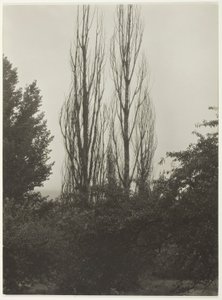 Popler - Lake George af Alfred Stieglitz