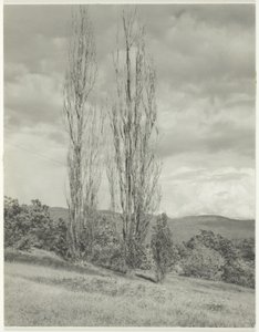 Poplars Lake George af Alfred Stieglitz