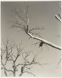 Det døende kastanjetræ - min lærer af Alfred Stieglitz