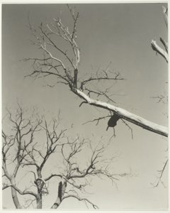 Det døende kastanjetræ - min lærer af Alfred Stieglitz