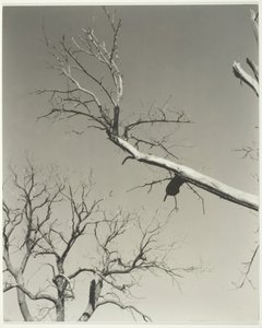 Det døende kastanjetræ – min lærer, 1927. af Alfred Stieglitz