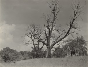  af Alfred Stieglitz