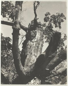 Den gamle ahorn - Lake George af Alfred Stieglitz