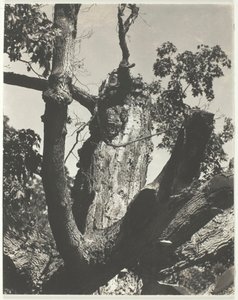 The Old Maple - Lake George, 1926. af Alfred Stieglitz