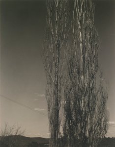 De to popler, Lake George af Alfred Stieglitz