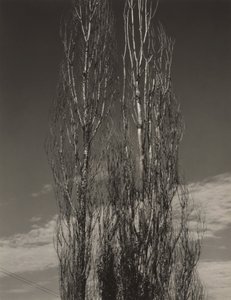 De to popler, Lake George af Alfred Stieglitz