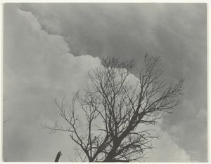 Træsæt 3 af Alfred Stieglitz