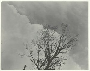 Træsæt 3, ca. 1924. af Alfred Stieglitz