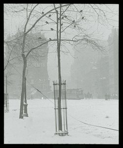 Træ i sne, New York City af Alfred Stieglitz