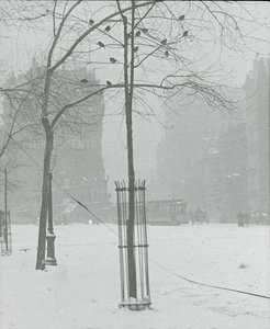Træ i Snow, New York City, 190002. af Alfred Stieglitz