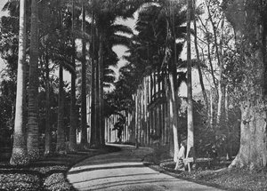Kålpalmer i Peradeniya Gardens, c1890, 1910 af Alfred William Amandus Plate