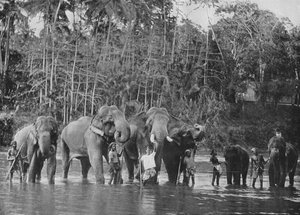 Hellige elefanter bader i Mahaweli Ganga ved Katugastota, c1890, 1910