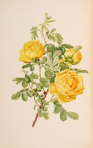 Illustration fra slægten rosa af Ellen Willmott, 1914.