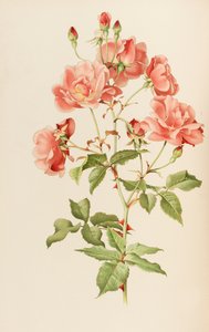 Illustration fra slægten rosa af Ellen Willmott, 1914.