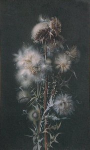 Thistledown (akvarel på papir) af Alice Gray