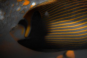 Bubbles and Stripes, 2018 (håndmalet fotografi)