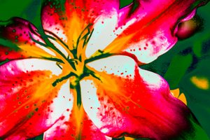 California Lily, 2016 (håndmalet fotografi)
