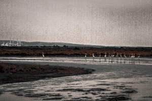 Congregation, fra serien Camargue Flamingos, 2017 (håndmalet fotografi)