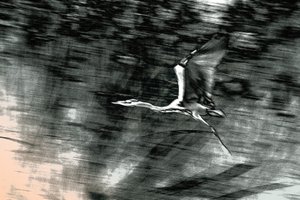 Flight from the Holy Land, 2015 (håndmalet fotografi)