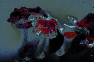 Sea Anemone, 2018 (håndmalet fotografi)