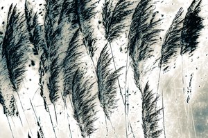 Wind from the West, 2016 (håndmalet fotografi)